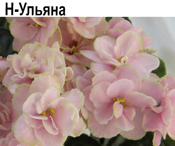 Н-Ульяна (Бердникова)