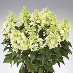 Гортензия метельчатая PANDRIA