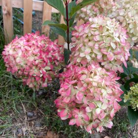 Гортензия метельчатая LITTLE LOVE