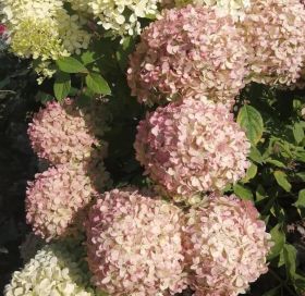 Гортензия метельчатая LITTLE PASSION