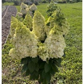 Гортензия метельчатая MAGICAL KILIMANJARO