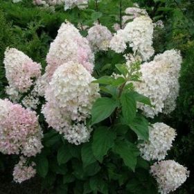 Гортензия метельчатая SILVER DOLLAR