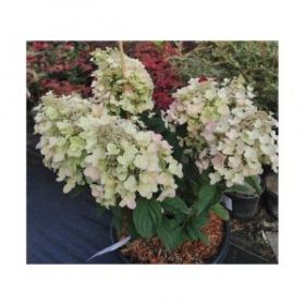 Гортензия метельчатая BEE HAPPY (М-А)
