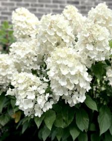 Гортензия метельчатая Forever and Ever White