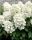 Гортензия метельчатая Forever and Ever White (М-А)