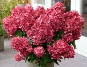 Гортензия метельчатая Bonfire (М-А)