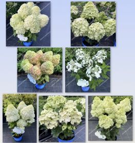 Гортензия метельчатая BLOOMULUS CUMRA (М-А)