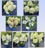 Гортензия метельчатая BLOOMULUS CUMRA