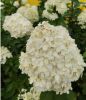 Гортензия метельчатая COTTON CREAM