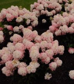 Гортензия метельчатая LITTLE ROSE