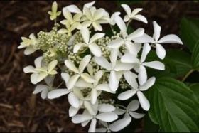 Гортензия метельчатая GREAT STAR (М-А)