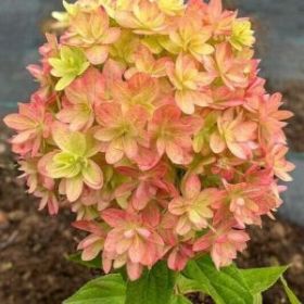 Гортензия метельчатая МЕЧТА ЛЕСКОВО
