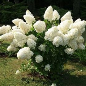 Гортензия метельчатая POLAR BEAR