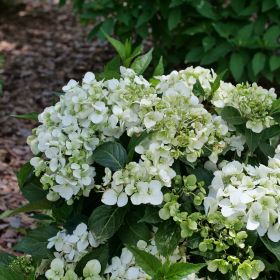 ГОРТЕНЗИЯ ГИБРИДНАЯ FAIRYTRAIL WHITE