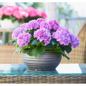 ГОРТЕНЗИЯ КРУПНОЛИСТНАЯ TABLETENSIA PURPLE