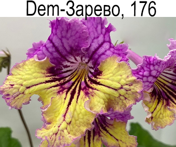 Dem-Зарево (Демченко)