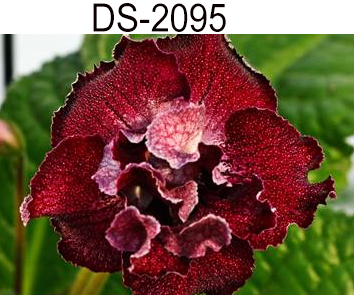 DS-2095 (Диметрис)