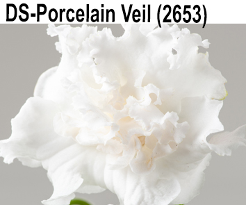 DS-Porcelain Veil (2653) (Диметрис)  НОВИНКА КАТАЛОГА!