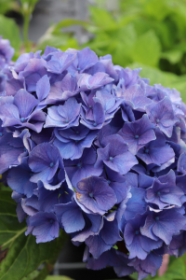 ГОРТЕНЗИЯ КРУПН БОДЕНЗИ