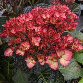 ГОРТЕНЗИЯ КРУПН БЬЮТИ ОФ БОСКОП