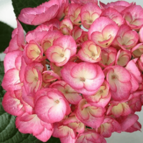 ГОРТЕНЗИЯ КРУПН ГРАФИНЯ КЭССЕЛЬ