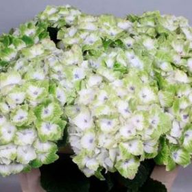 ГОРТЕНЗИЯ КРУПН МЭДЖИКАЛ НОБЛЕС