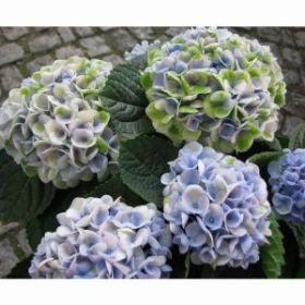 ГОРТЕНЗИЯ КРУПН МЭДЖИКАЛ РЕВОЛЮШН БЛУ