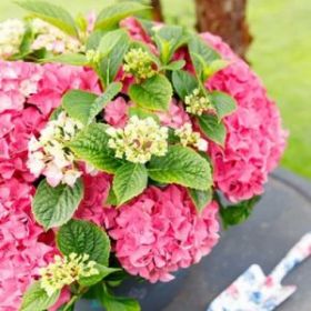 ГОРТЕНЗИЯ КРУПН ПИНК ПАНК