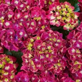 ГОРТЕНЗИЯ КРУПН СПИДИ РЕД ПАРПЛ