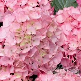 ГОРТЕНЗИЯ КРУПН ШЛОСС ЗУШЕНДОРФ