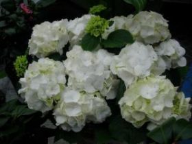 ГОРТЕНЗИЯ КРУПН ШНЕЕБОЛЛ