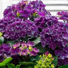 ГОРТЕНЗИЯ КРУПН ДИП ПАРПЛ ДЭНС