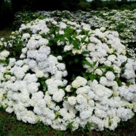 ГОРТЕНЗИЯ КРУПН МАДАМ ЭМИЛЬ МУЛЬЕР