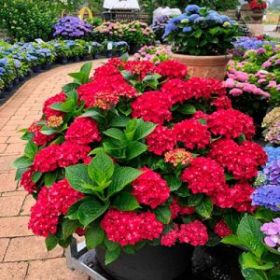 ГОРТЕНЗИЯ КРУПН РОЯЛ РЕД