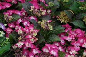 ГОРТЕНЗИЯ КРУПН БЛЭК ДАЙМОНД ДАРК АНГЕЛ