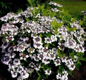 ГОРТЕНЗИЯ КРУПН КЛАУДИ