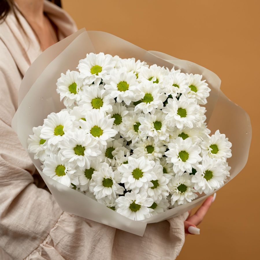 Хризантема кустовая Ромашка от 5 шт