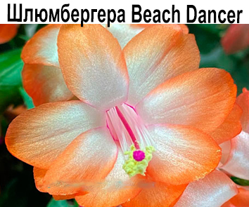 Шлюмбергера Beach Dancer (Новинка!)