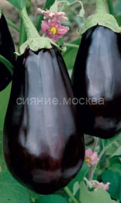 Баклажан Русский деликатес (Уральский Дачник)