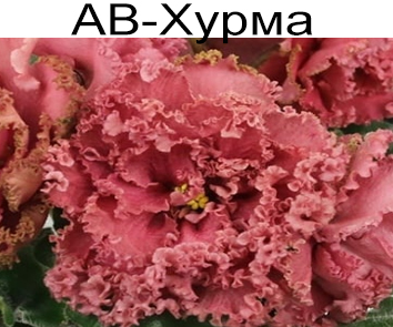 АВ-Хурма