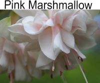 Pink Marshmallow