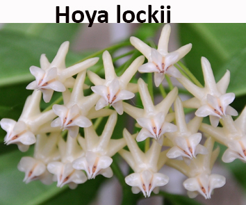 Хойя Lockii