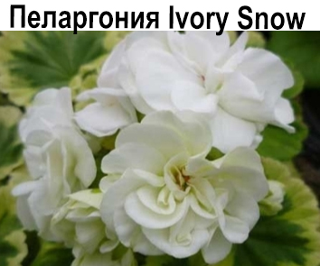 Пеларгония розебудная Ivory Snow  НОВИНКА КАТАЛОГА!