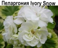 Ivory Snow