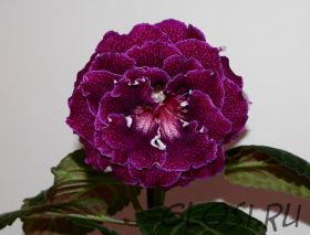 ЕН-Лиловые Ночи Парижа (сел.Е.Николаева) Новинка 2025!