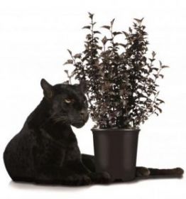 Пузыреплодник Panther