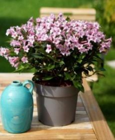 Вейгела Pink Poppet