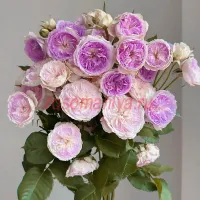 Блу Мун Стоун (Blue Moon Stone)