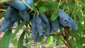 Жимолость Бахчисарайский Великан