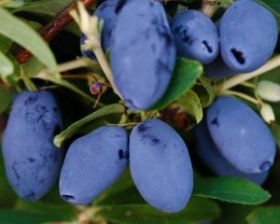 Жимолость Капу